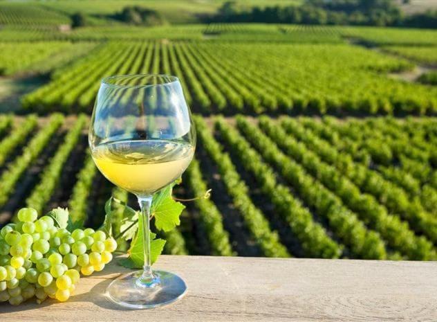 Dependance Chaleureuse Dans Le Vignoble Nantais Villa La Haie-Fouassiere Dış mekan fotoğraf